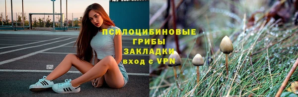 сатива Аркадак